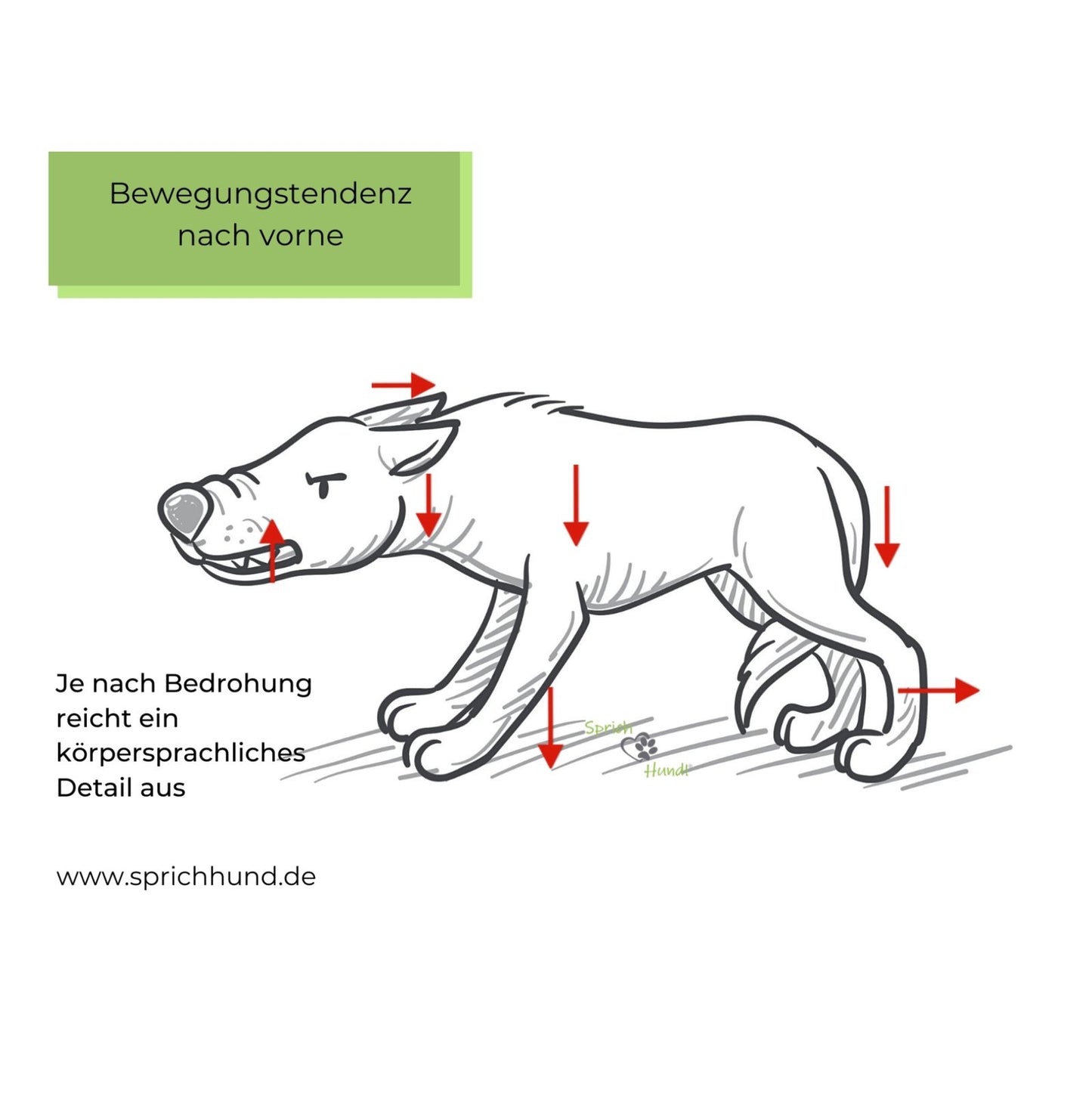 Lizenz Sprich Hund! Körpersprachies 8 - Bewegungstendenzen