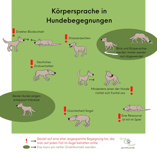 Lizenz Sprich Hund! Körpersprache Hundebegegnungen-Plakat