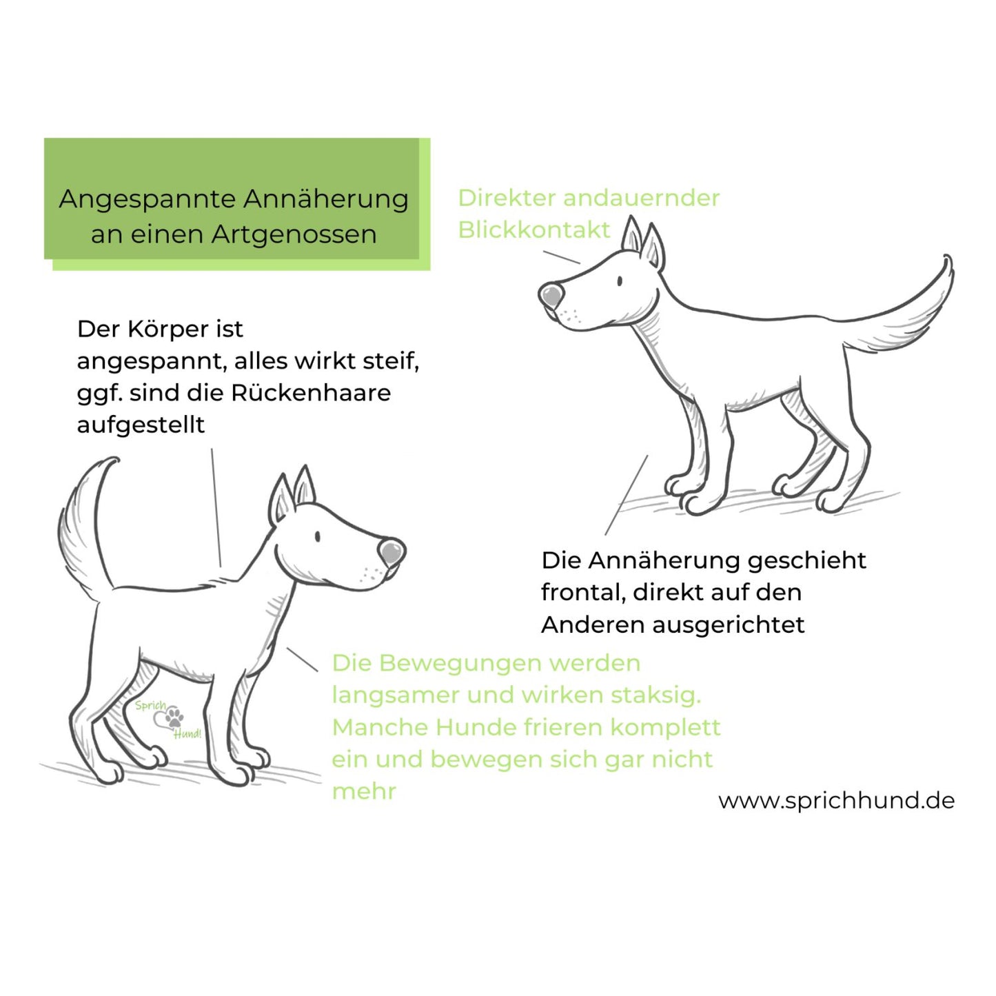 Sprich Hund! Körpersprachies 5 Hundebegegnungen