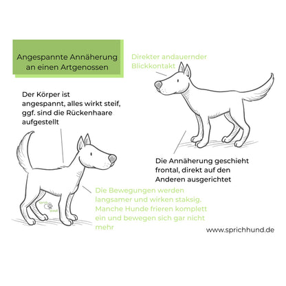 Sprich Hund! Körpersprachies 5 Hundebegegnungen