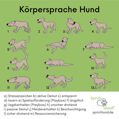 Lizenz Sprich Hund! Körpersprache Hund Quiz-Plakat