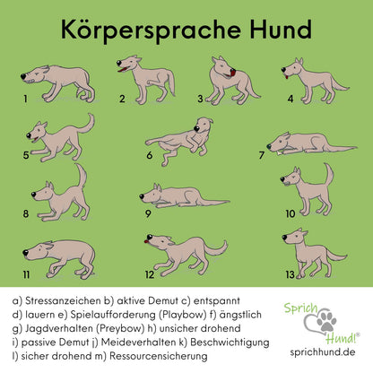 Lizenz Sprich Hund! Körpersprache Hund Quiz-Plakat